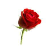 Sticker Flowers- @cocopry - 5