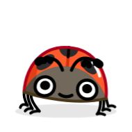 божья коровка беспозвоночный жук