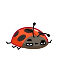 беспозвоночный божья коровка жук