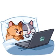 ноутбук животное кошка