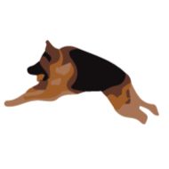 animal dog breed mammal