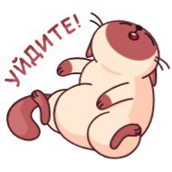 Sticker Котик Веня • @TgStickery - 11