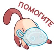 Sticker Котик Веня • @TgStickery - 6