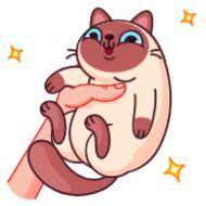Sticker Котик Веня • @TgStickery - 3