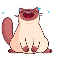 Sticker Котик Веня • @TgStickery - 2