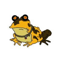 amphibian true frog frog