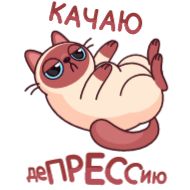 Стикер Котик Веня от @TgSticker - 11