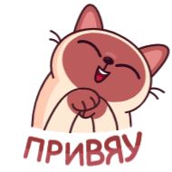 Стикер Котик Веня от @TgSticker - 10