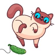 Стикер Котик Веня от @TgSticker - 7