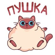 Стикер Котик Веня от @TgSticker - 5