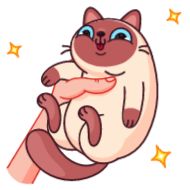 Стикер Котик Веня от @TgSticker - 4