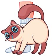 Стикер Котик Веня от @TgSticker - 3