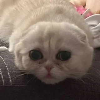 Sticker Adyn yuki - 4