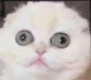 Sticker Adyn yuki - 3