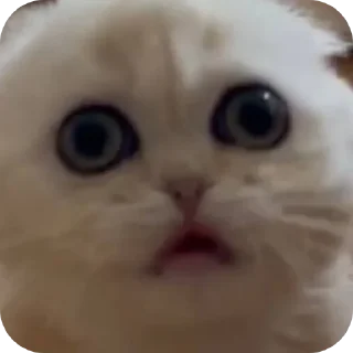 Sticker Adyn yuki - 7