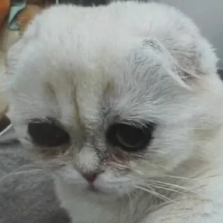 Sticker Adyn yuki - 11