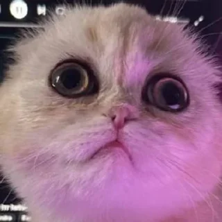 Sticker Adyn yuki - 5