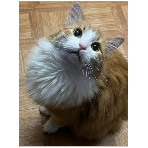 Sticker Agara_gudzhu - 1