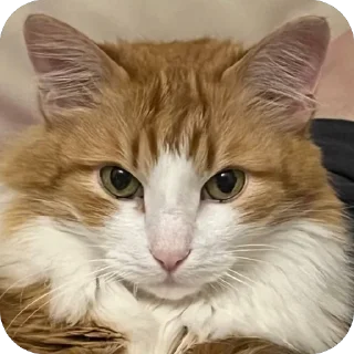 Стикер Агара гуджу - 6