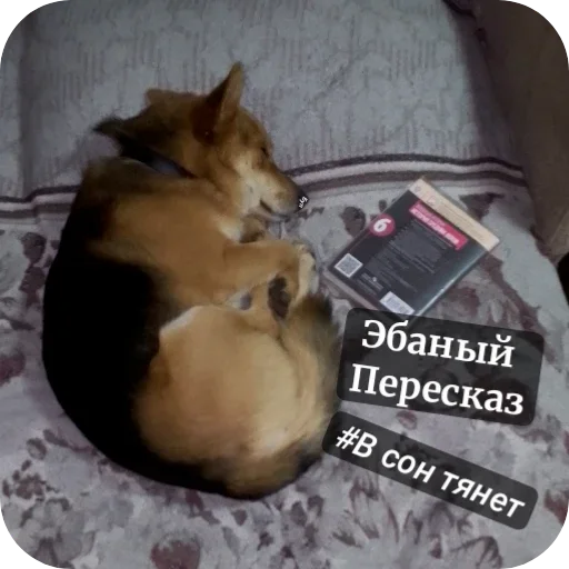 Мда...Рексик❤️‍🔥 - 