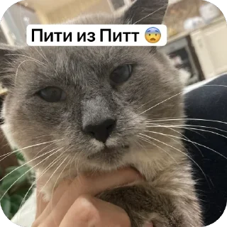 Sticker Альфа - 4