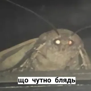 Sticker random shit by @KayKitsune - 11