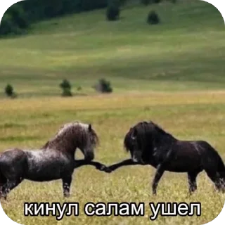 Sticker Alucardiopack - 11