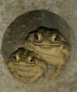 Sticker Alucardiopack - 5