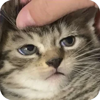 Sticker Anastasia’s mood pt.2 - 5