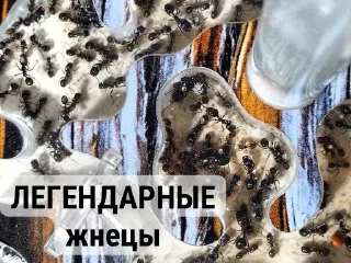 Sticker Тут только AntO5опять @Ant_O5_O5_O5 - 7