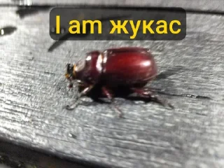 Sticker Тут только AntO5опять @Ant_O5_O5_O5 - 8