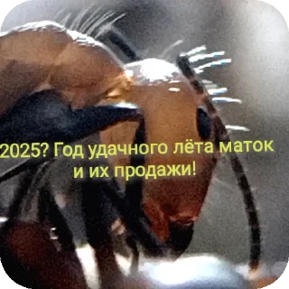 Sticker Тут только AntO5опять @Ant_O5_O5_O5 - 4