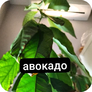 Sticker Тут только AntO5опять @Ant_O5_O5_O5 - 11