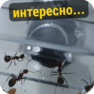 Sticker Тут только AntO5опять @Ant_O5_O5_O5 - 3