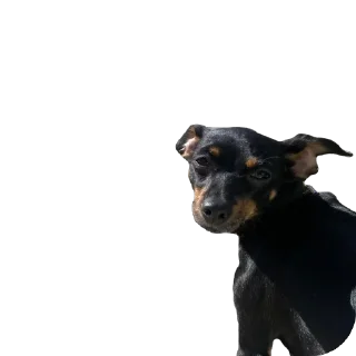 Sticker Ашо?! - 6