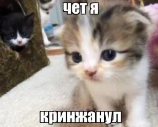Sticker Любимые стикеры злого котенка - 8