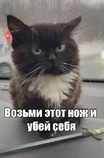 Sticker Любимые стикеры злого котенка - 4