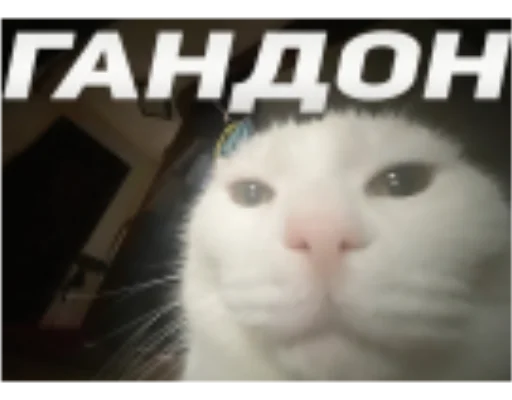 Стикер BBSQD - 1