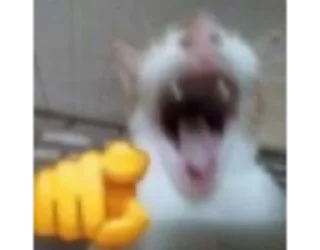 Sticker BB Sticker - 1