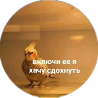 Sticker Бан - 3