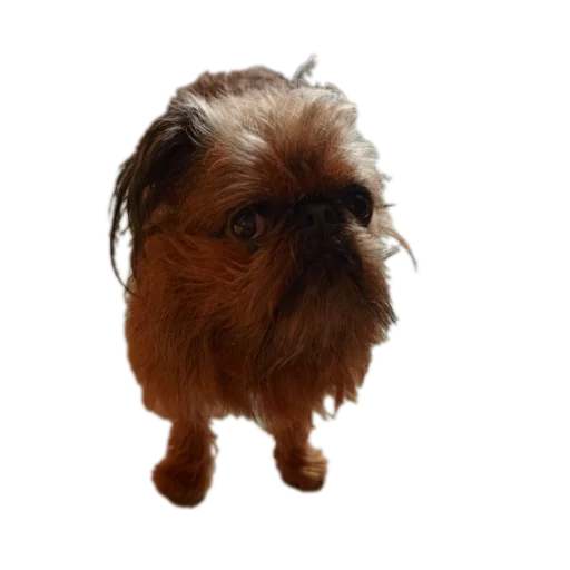 Sticker Banda_Piter - 1