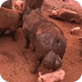 Стикер Мне и с первого раза похуй - 11