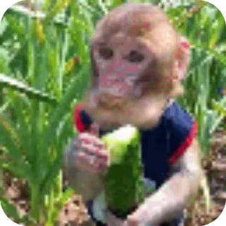 Sticker Бибизян - 6