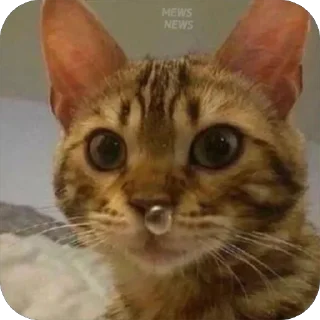 Стикер Bim - 1