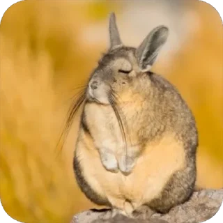 Стикер Bim - 11