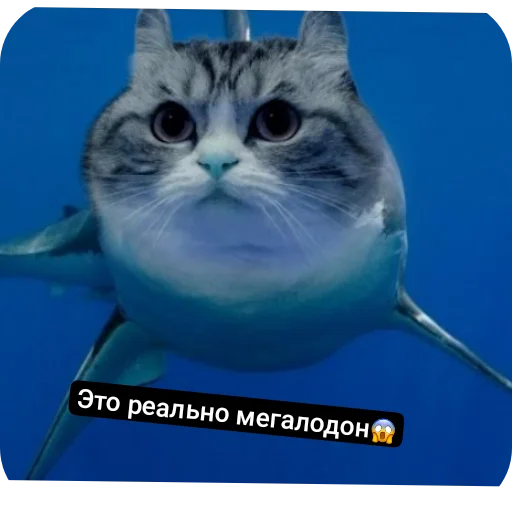 Sticker Bobr6105 - 1