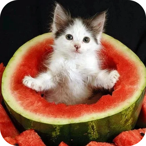 Sticker BugaVuga095 - 1