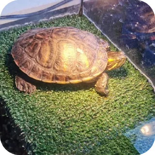 Sticker Булка - 3