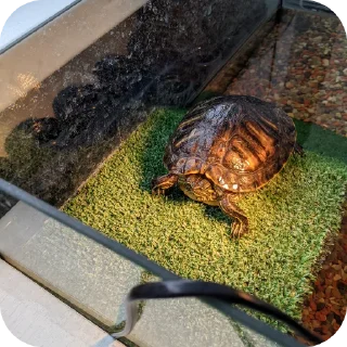 Sticker Булка - 9