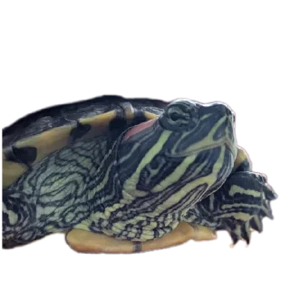 Sticker Булка - 2